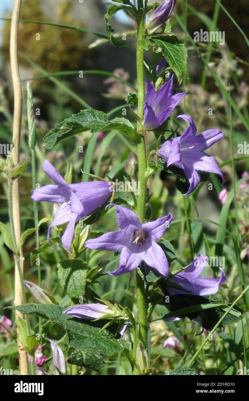 Fleur de bois d'ortie ( Campanula trachlium ) En fleurs pendant l'été Banque D'Images