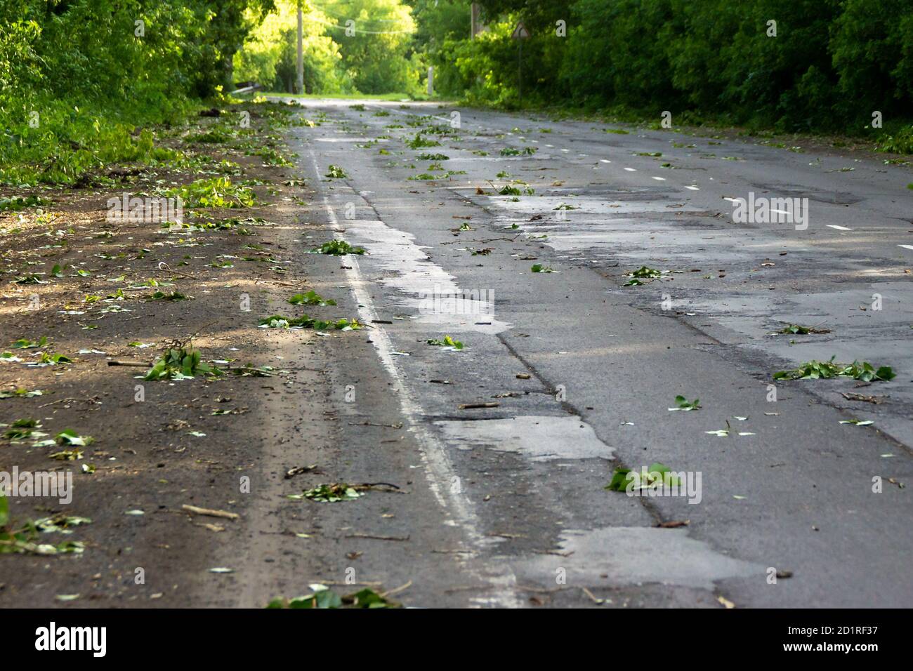 route asphaltée à travers la forêt, tous parsemés de branches et de feuilles après la tempête, foyer sélectif Banque D'Images