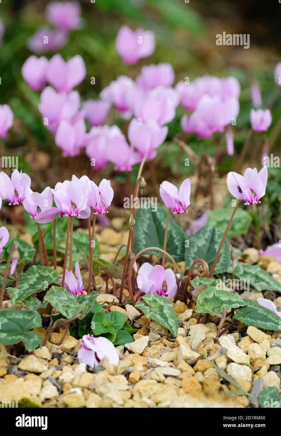 Cyclamen hederifolium. Cyclamen à feuilles d'Ivy. Pain de sowbread de cyclamen napolitain. Cyclamen neapolitanum Banque D'Images