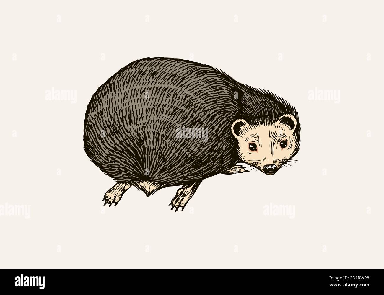 Hedgehog regarde en arrière. Animal de forêt épineux. Créature pickly. Croquis Vintage gravé à la main pour étiquette ou affiche. Illustration de Vecteur Hedgehog regarde en arrière. Animal de forêt épineux. Créature pickly. Croquis Vintage gravé à la main pour étiquette ou affiche. Illustration de Vecteur