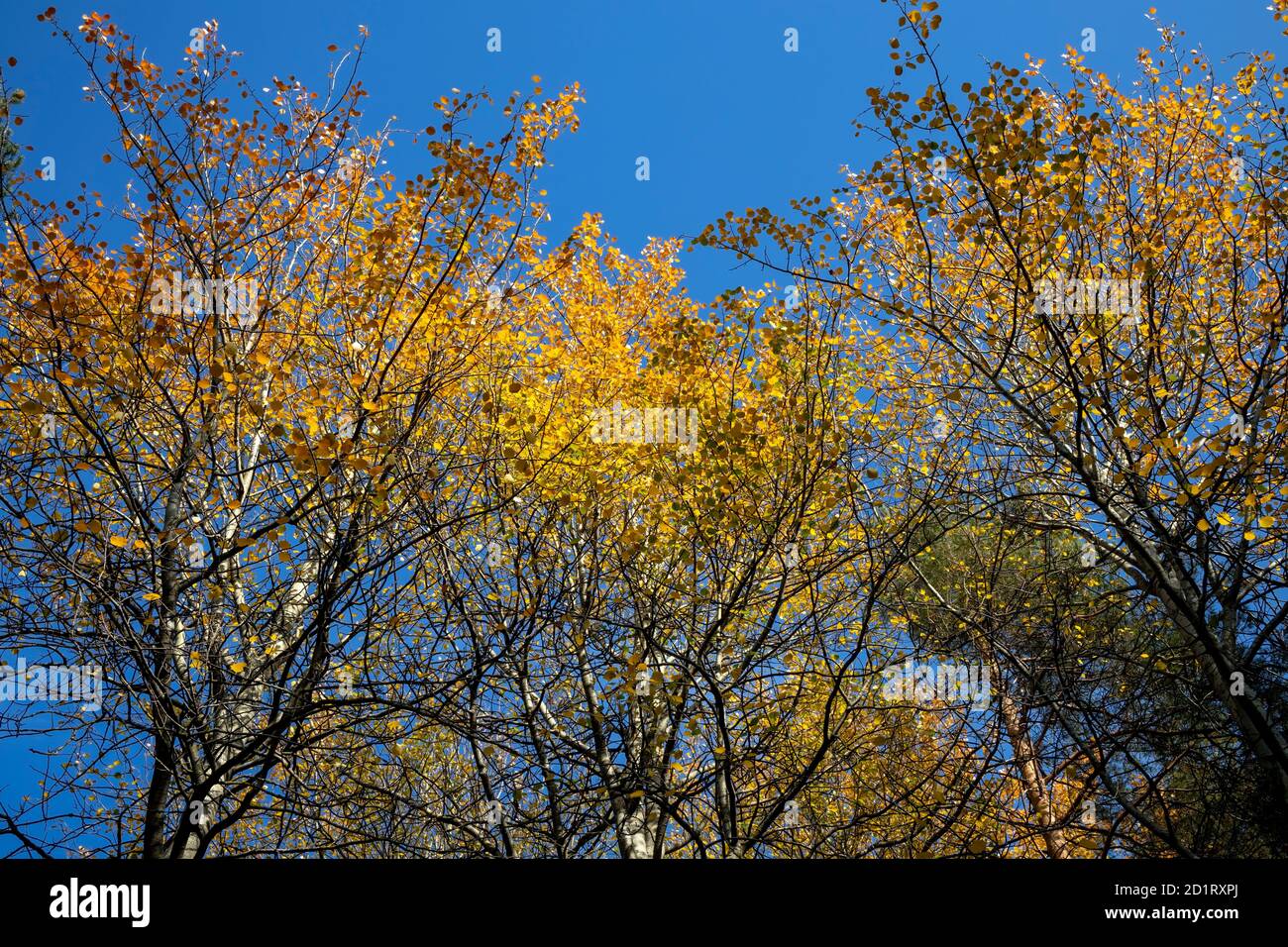 feuilles de peuplier tremble colorées en automne Banque D'Images