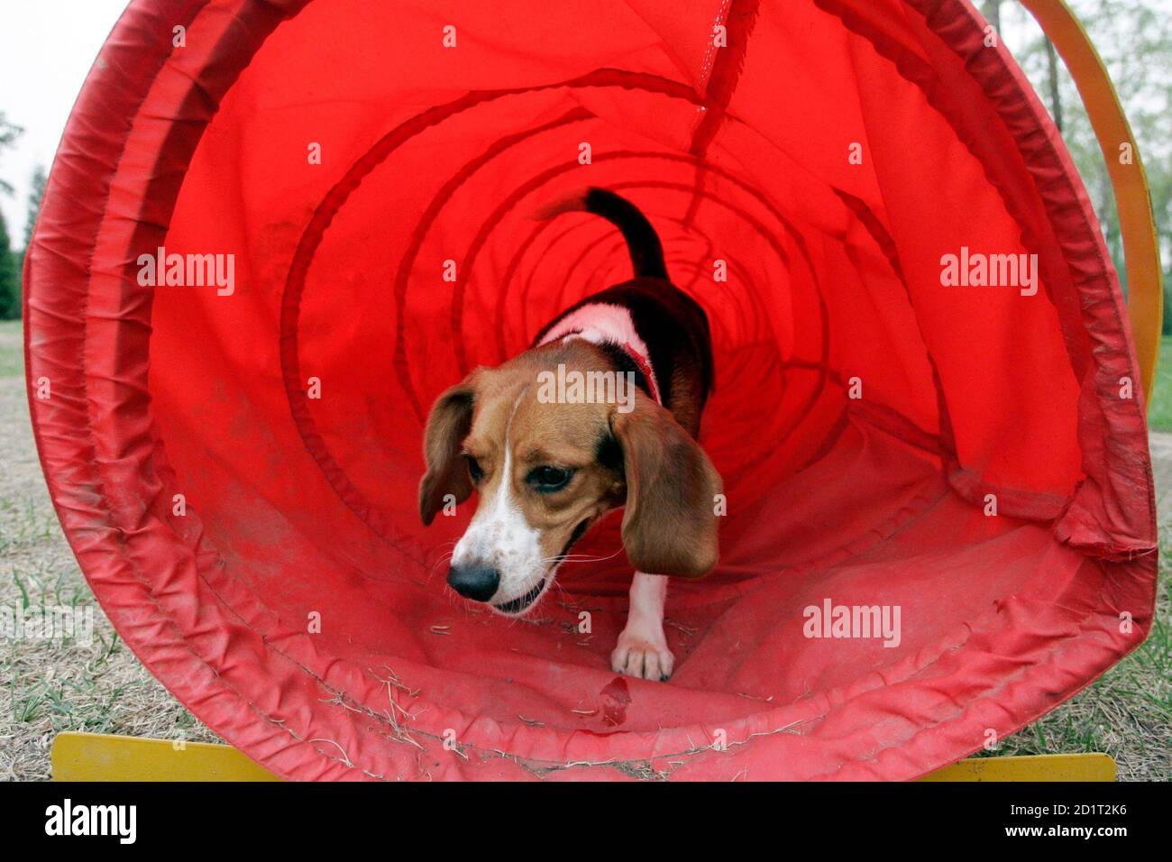 A beagle emerges from a tunnel at the Coolbaby dog theme park in 