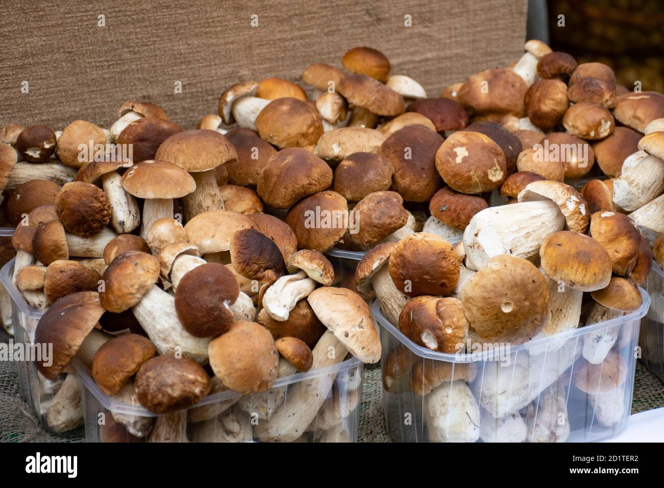 Champignons porcini boletus à vendre dans de petits paniers dans un marché de la nourriture de rue, récolte d'automne Banque D'Images