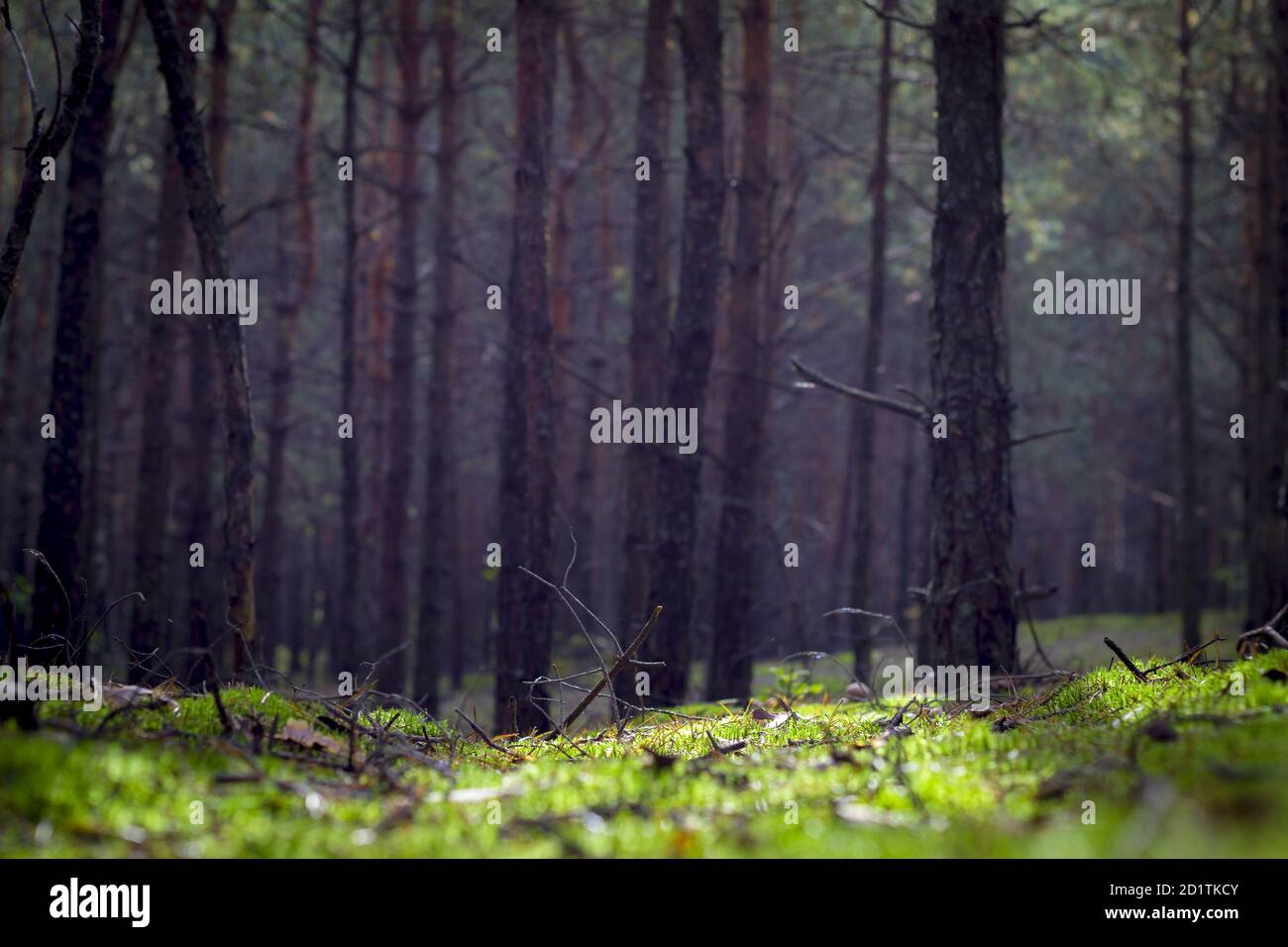 Papier peint de la forêt de pins de mousse d'automne. Belle saison arbre de bois et plantes poussant dans la nature Banque D'Images