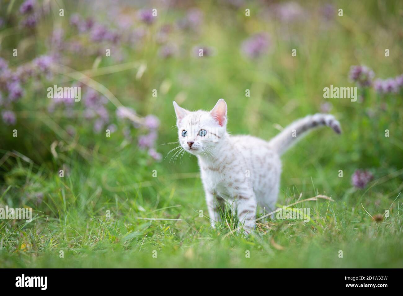 Un adorable petit chaton bengal blanc en plein air dans l'herbe. Le petit chat curieux a 7 semaines, et elle regarde loin. Avec quelques fleurs violettes Banque D'Images