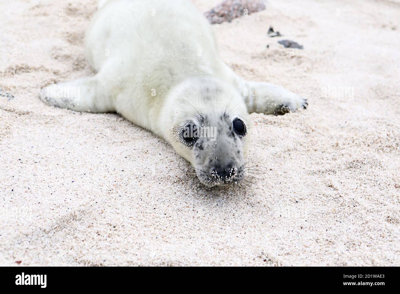 Pup de phoque gris nouveau-né (Halichoerus grypus) Sur une île déserte dans les Hébrides intérieures d'Écosse Banque D'Images