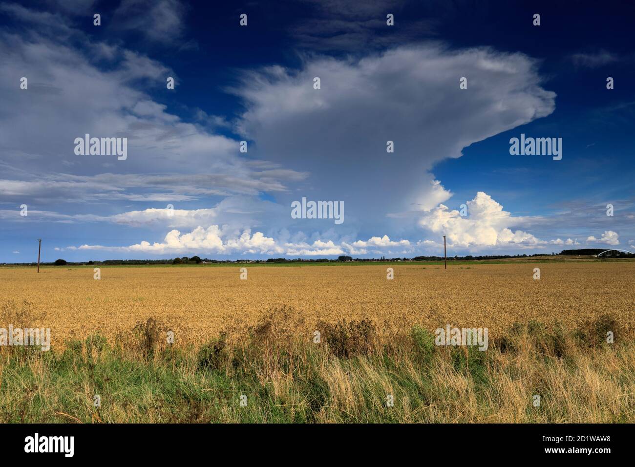 Cumulonimbus tempête nuages au-dessus des champs de Fenland, près de la ville de Wisbech, Cambridgeshire, Angleterre, Royaume-Uni Banque D'Images