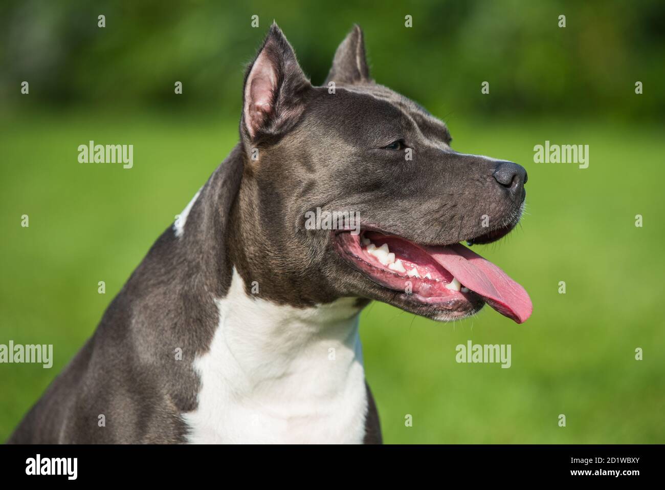 Grey Staffordshire Bull Terrier Banque D Image Et Photos Page 3 Alamy Grey Staffordshire Bull Terrier Banque D Image Et Photos Page 3 Alamy