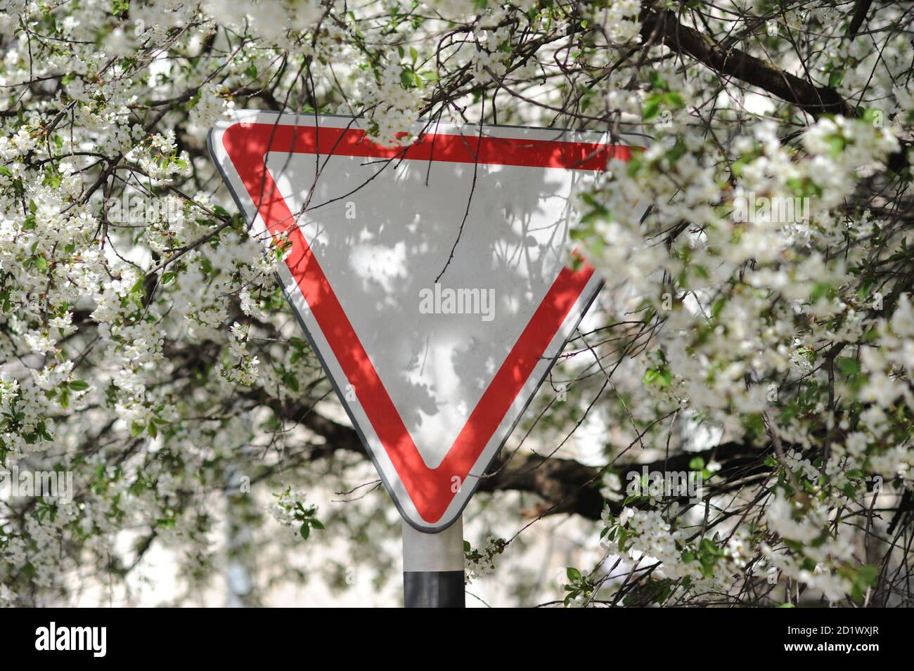 Prenez la route. Panneau de signalisation routière dans la rue. Vieux triangle de signalisation sur le fond des fleurs de printemps. Image en lumière naturelle. Mise au point sélective. Banque D'Images