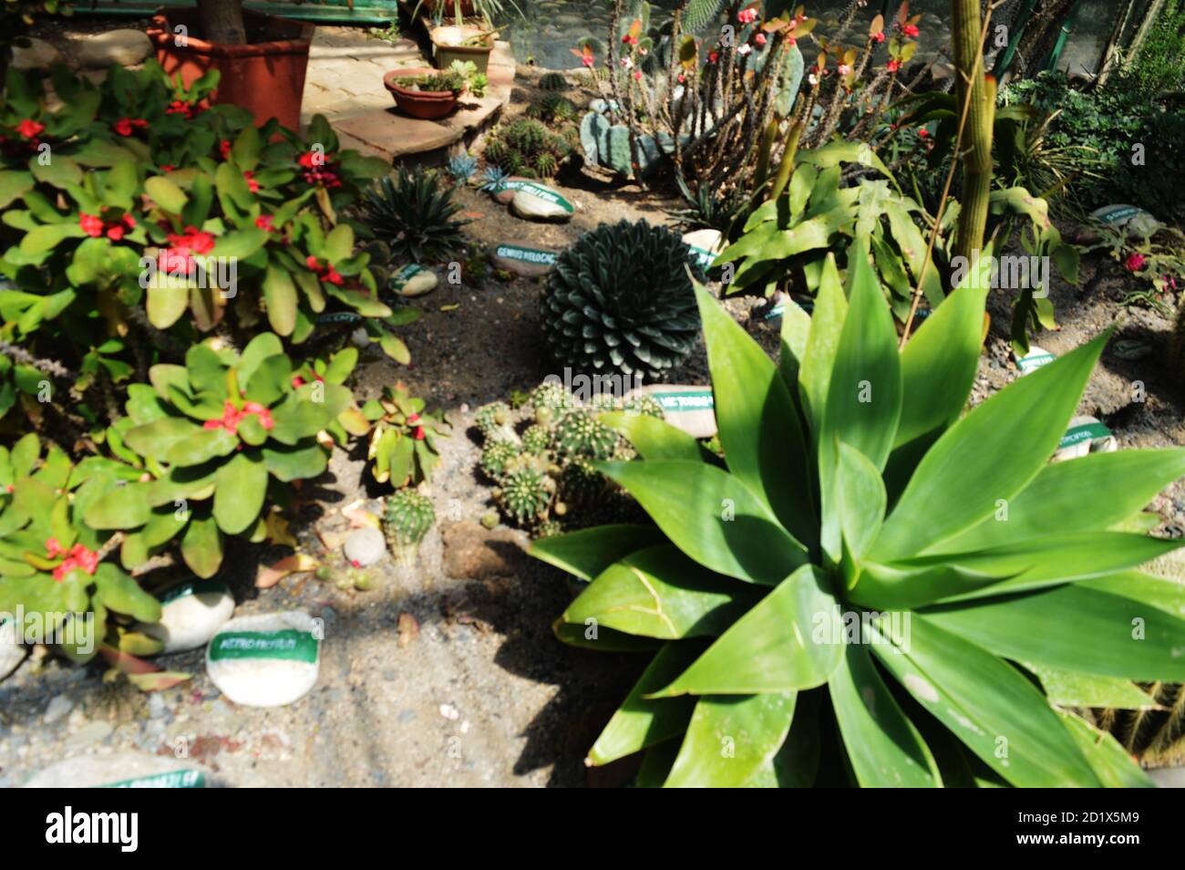 Gros plan de quelques belles plantes vertes en pleine croissance dans un jardin, focalisation sélective Banque D'Images