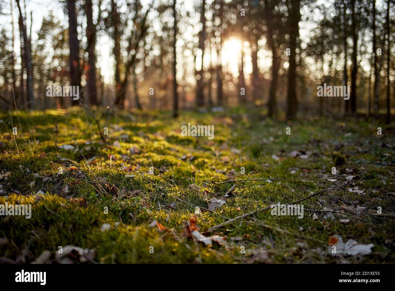 Sapins et pins dans une forêt au crépuscule avec série de lumière Banque D'Images