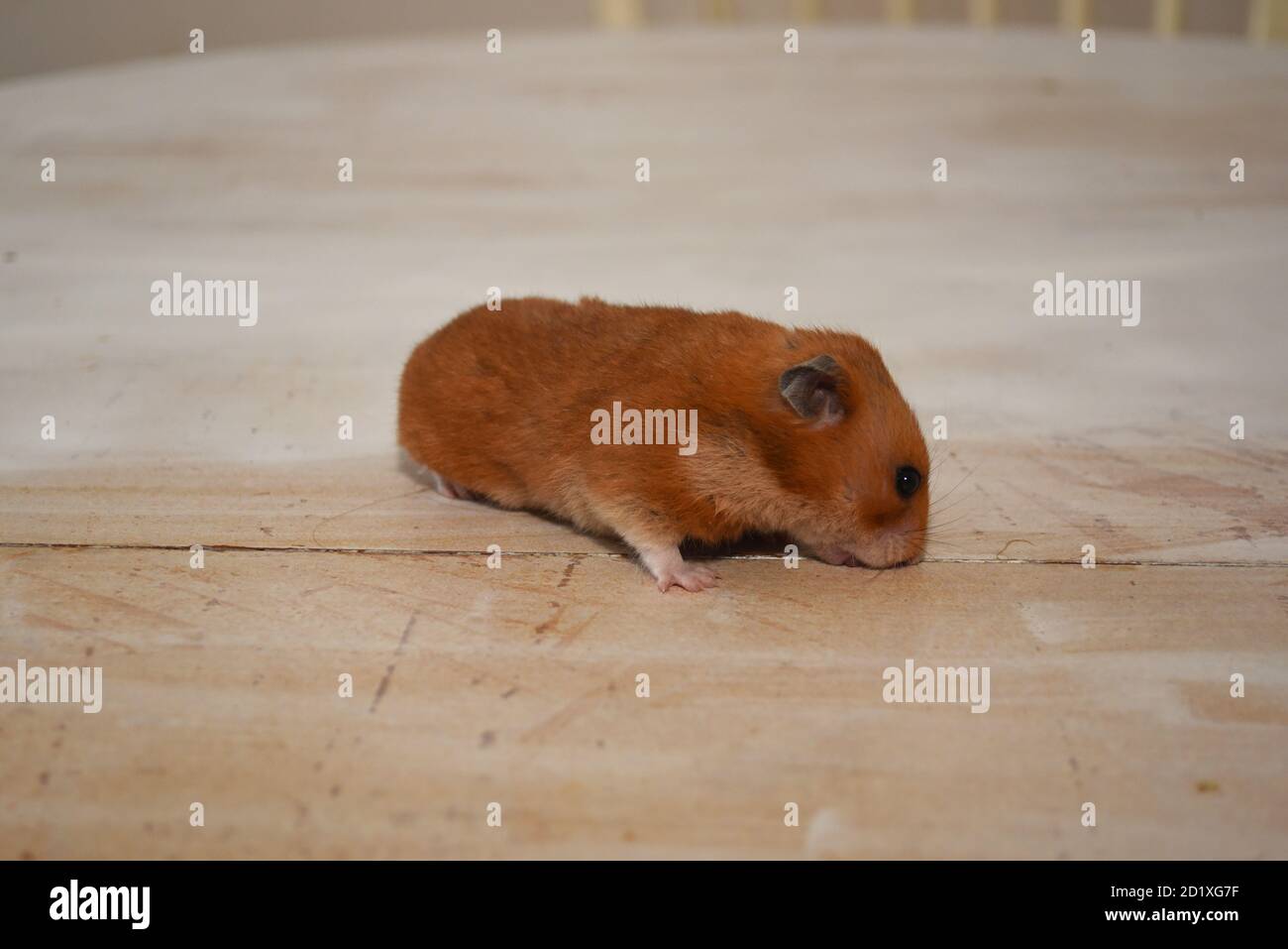 hamster pour animaux de compagnie Banque D'Images