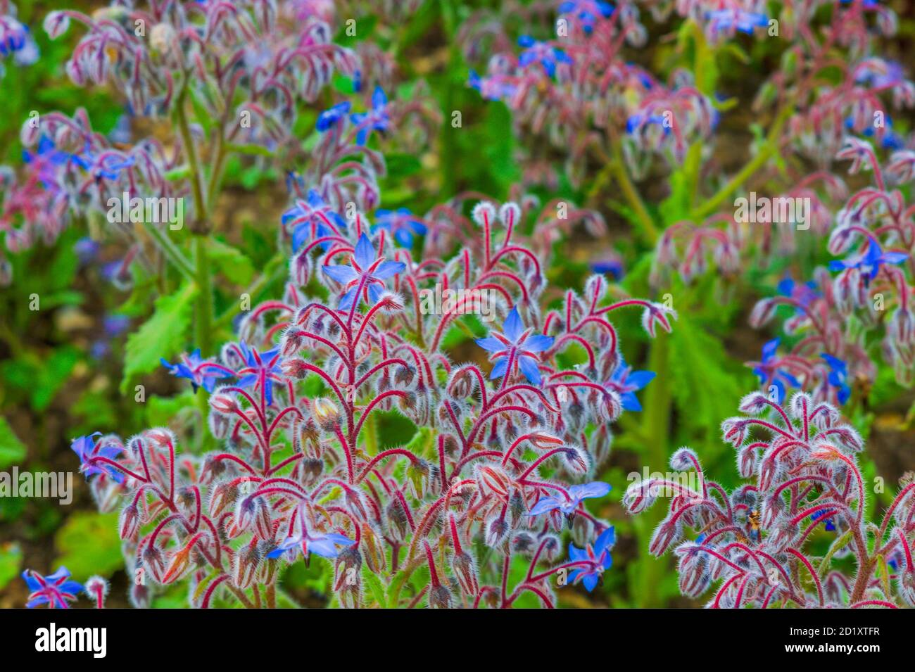 Fleurs de bourrache. Banque D'Images