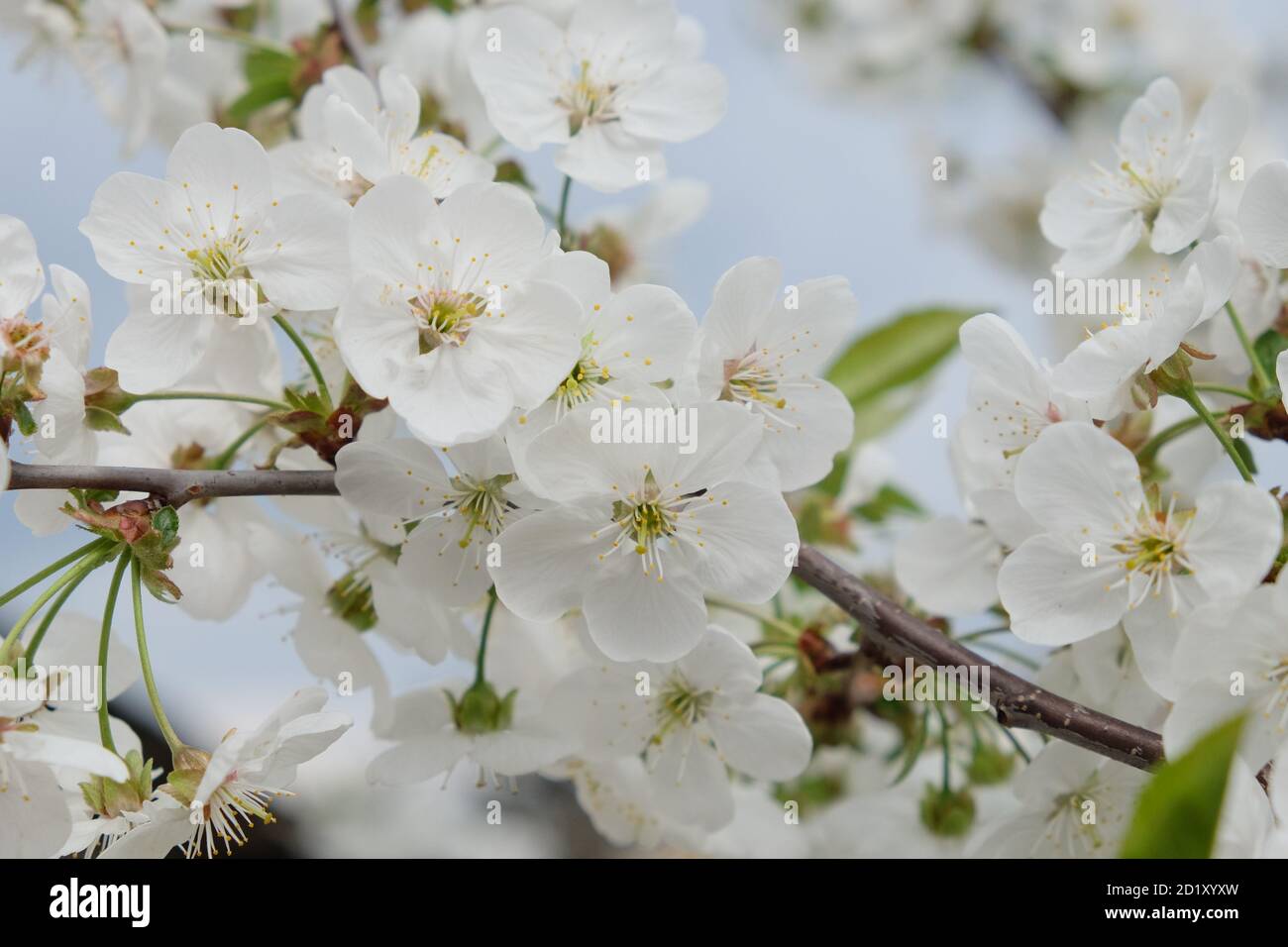 Une branche d'un cerisier en fleur. Inflorescence des fleurs de cerisier blanc au printemps. Banque D'Images