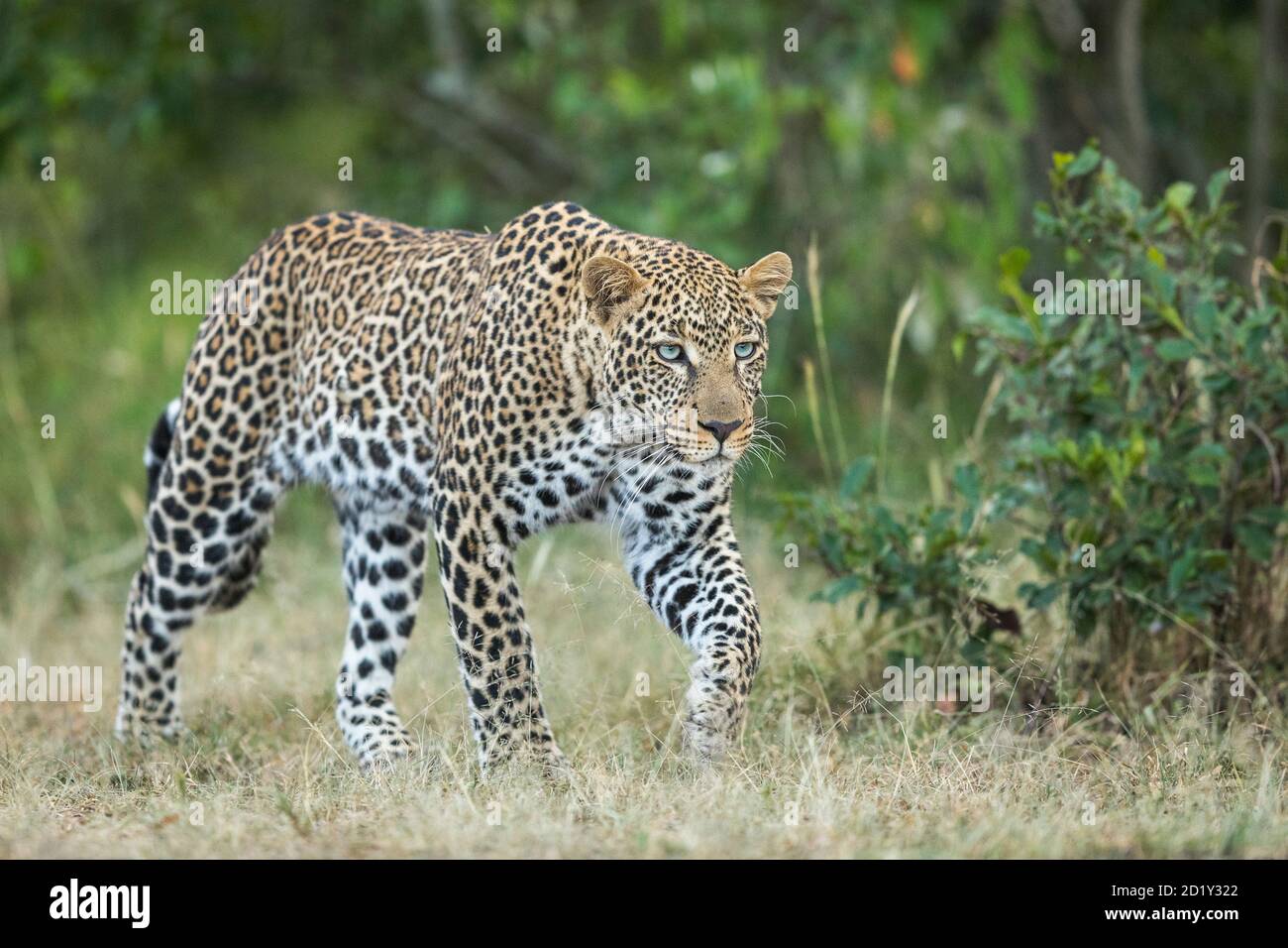 Léopard mâle adulte avec yeux bleus marchant dans le Bush vert À Masai Mara au Kenya Banque D'Images