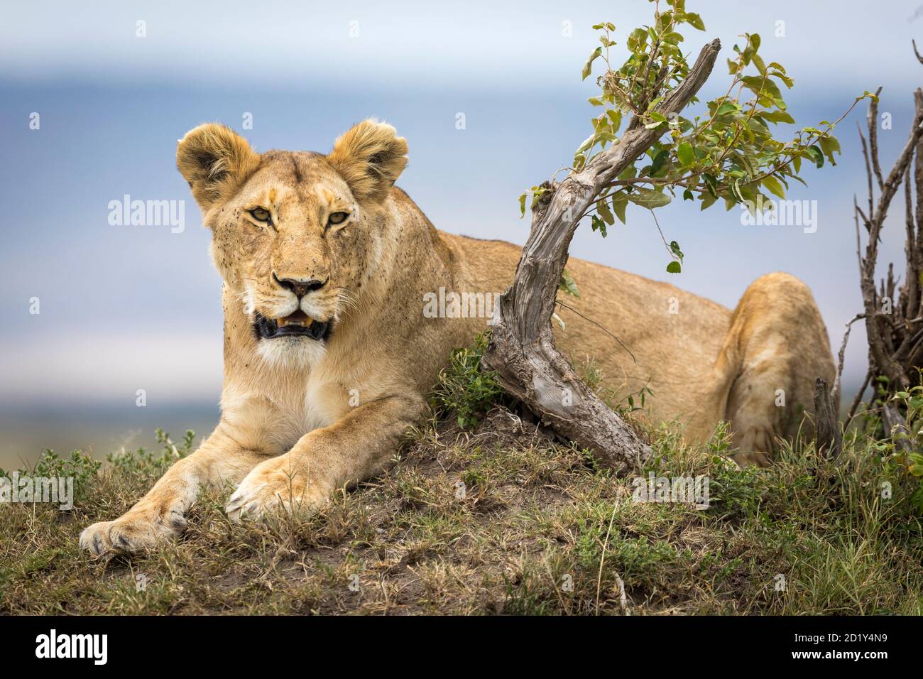 Lioness adulte se trouvant près d'une souche d'arbre à Masai Mara Au Kenya Banque D'Images