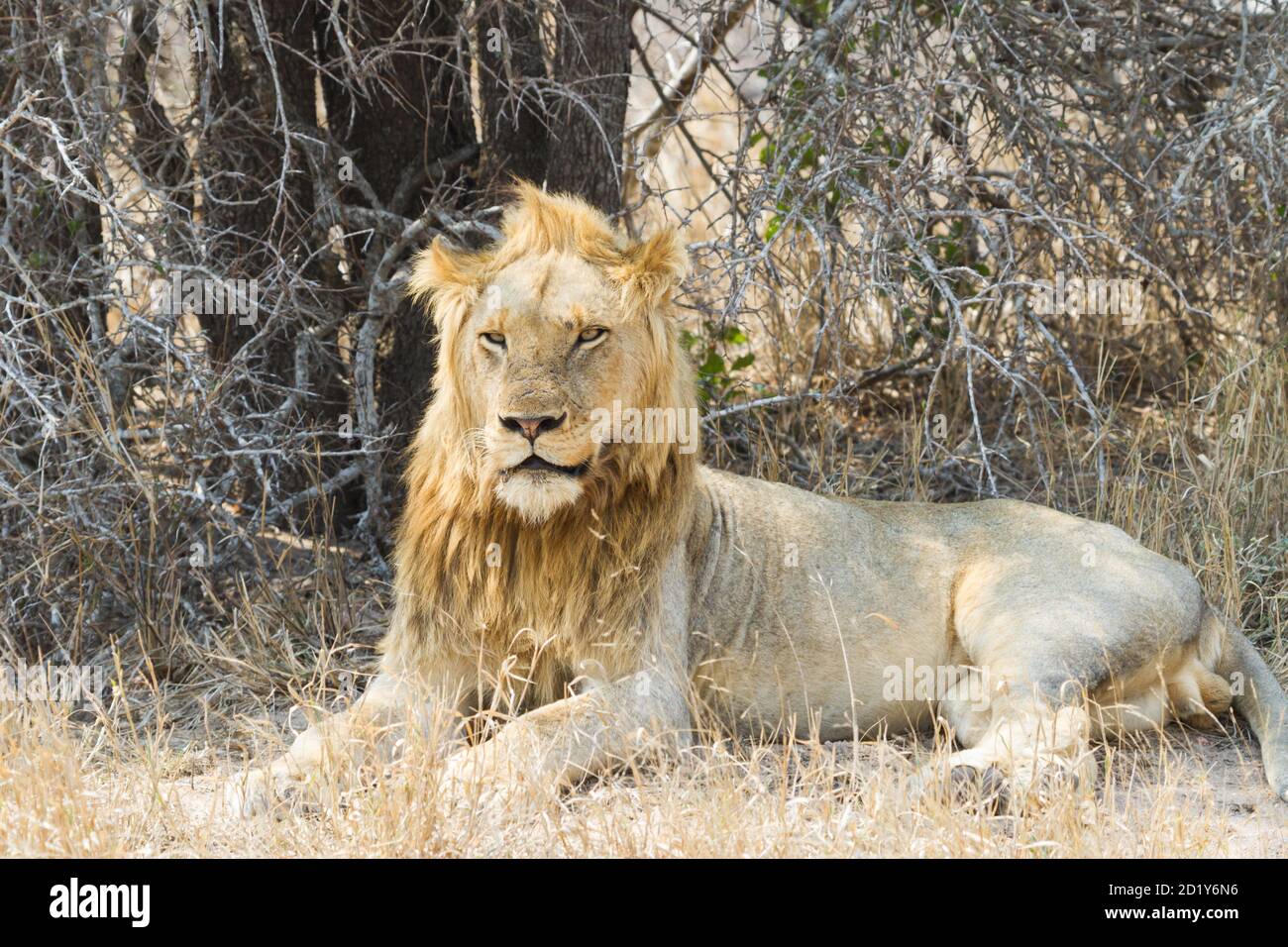 Grand lion mâle adulte avec une belle manne dorée située dans l'herbe sous un arbre dans le parc national Kruger, Afrique du Sud Banque D'Images