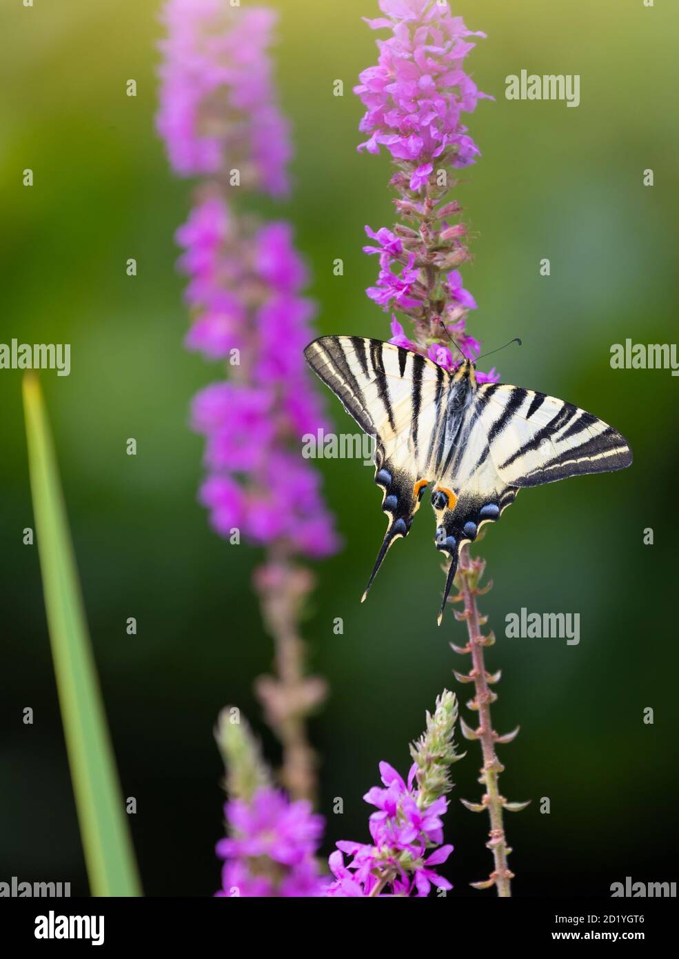 Rare swallowtail visiter des fleurs pourpres loosestrife . Banque D'Images