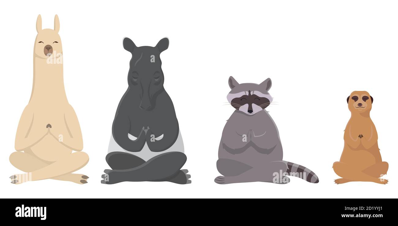 Animaux faisant du yoga. Llama, tapir, raton laveur et meerkat dans un style de dessin animé. Illustration de Vecteur