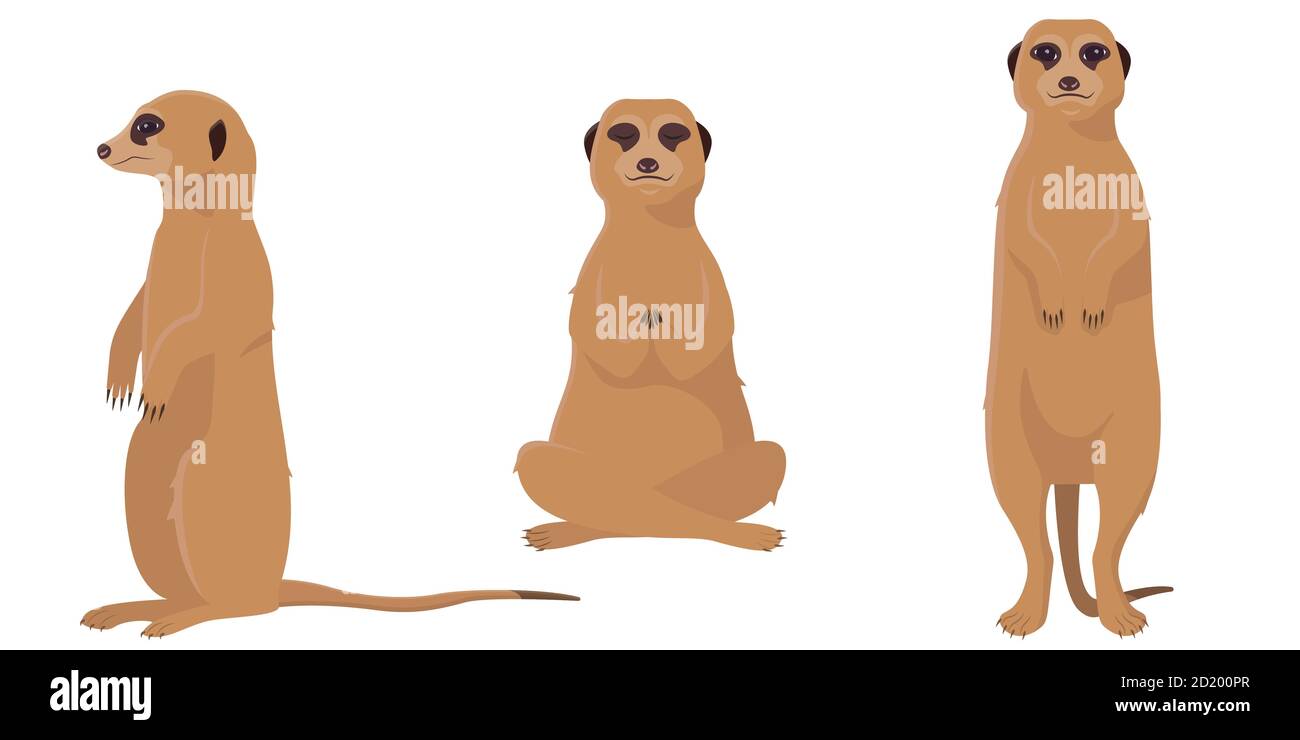 Meerkat dans différentes poses. Animaux mignons de style dessin animé isolés sur fond blanc. Illustration de Vecteur