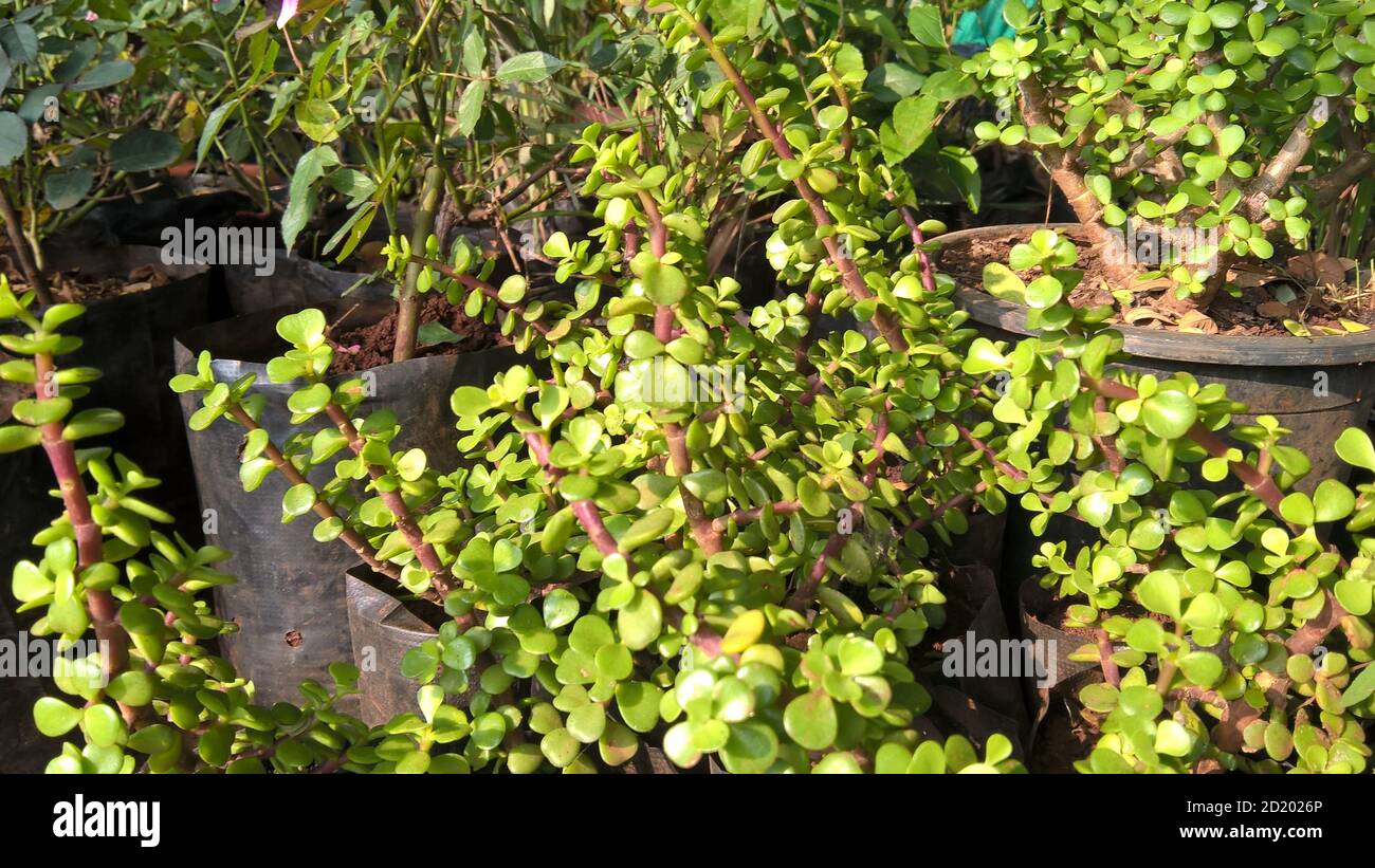Ovate de Crassula également appelée plante de jade ou plante chanceuse ou arbre monétaire Banque D'Images