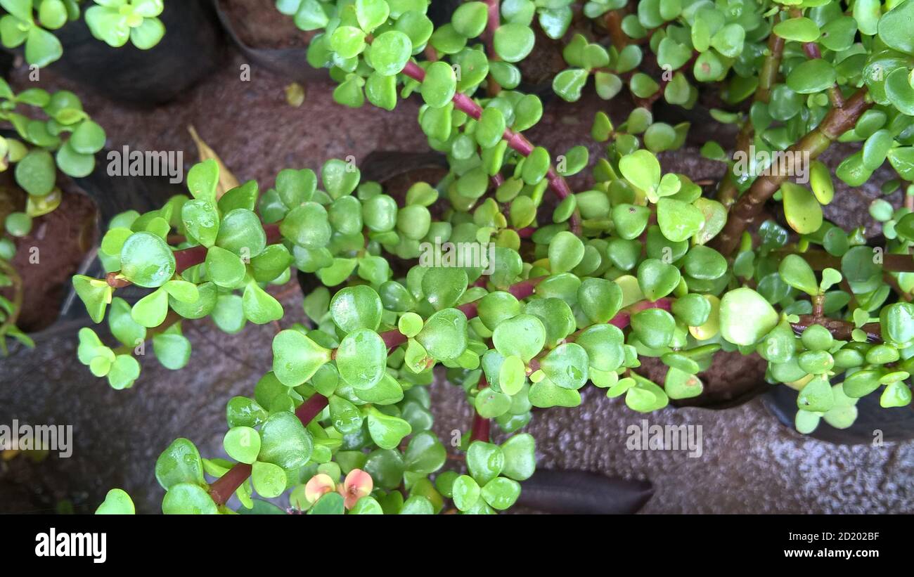 Ovate de Crassula également appelée plante de jade ou plante chanceuse ou arbre monétaire Banque D'Images