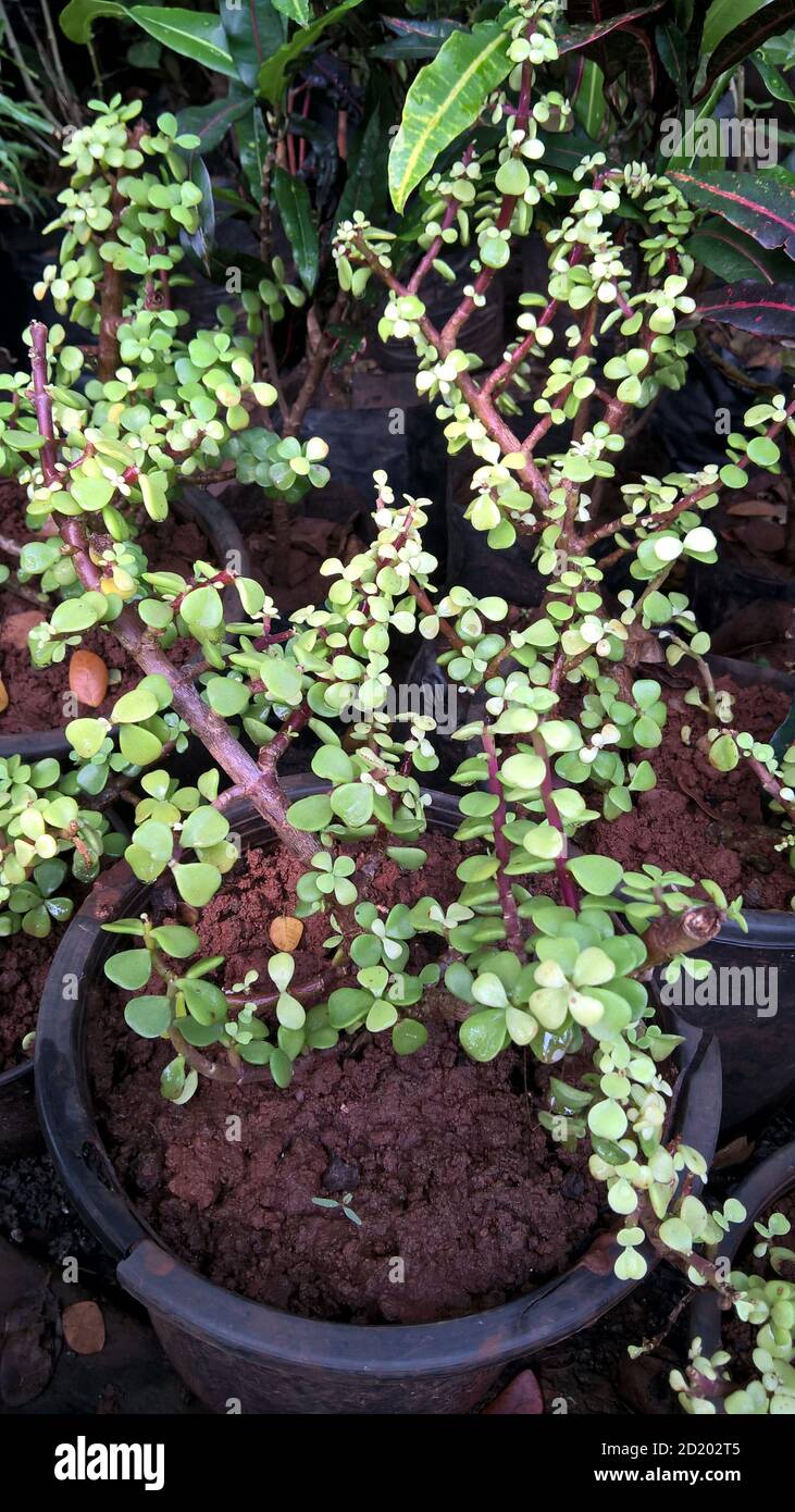 Ovate de Crassula également appelée plante de jade ou plante chanceuse ou arbre monétaire Banque D'Images