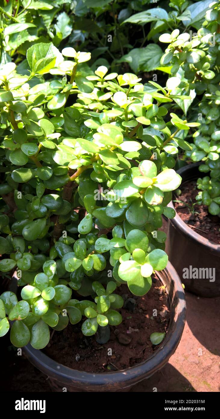 Ovate de Crassula également appelée plante de jade ou plante chanceuse ou arbre monétaire Banque D'Images