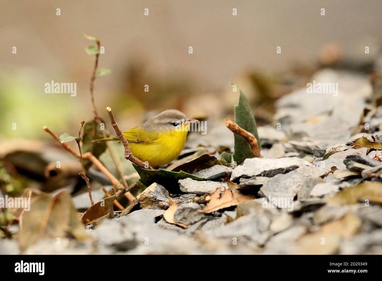 Paruline à ventre jaune, Abroscopus superciliaris, Nainital, Uttarakhand, Inde Banque D'Images