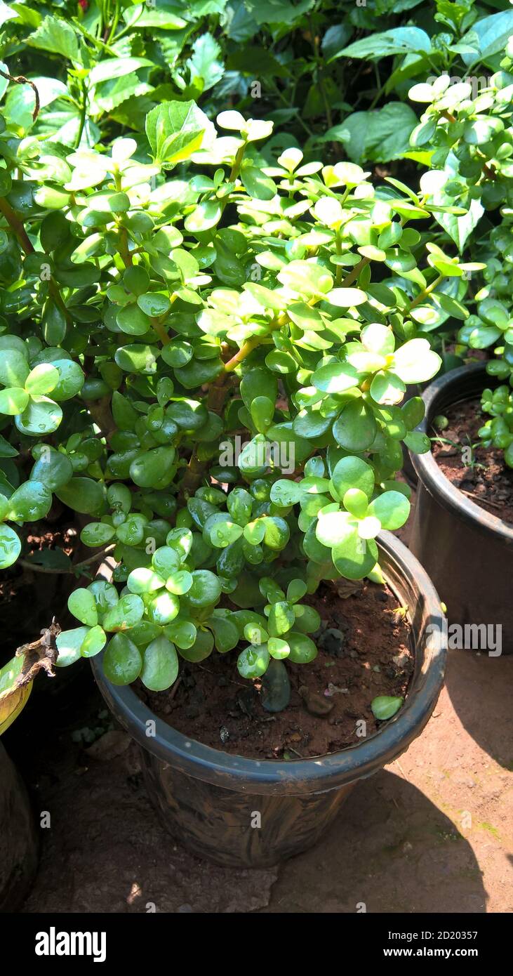 Ovate de Crassula également appelée plante de jade ou plante chanceuse ou arbre monétaire Banque D'Images
