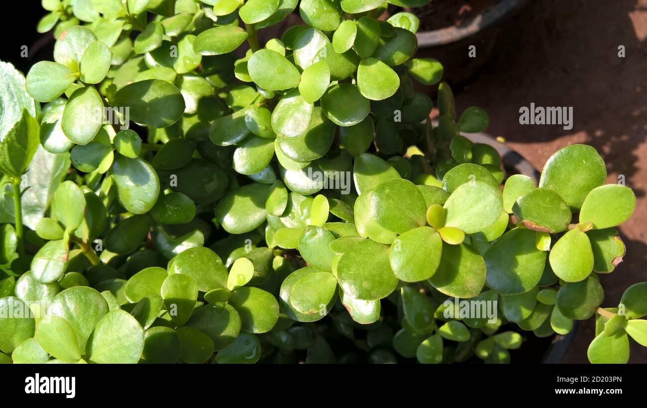 Ovate de Crassula également appelée plante de jade ou plante chanceuse ou arbre monétaire Banque D'Images