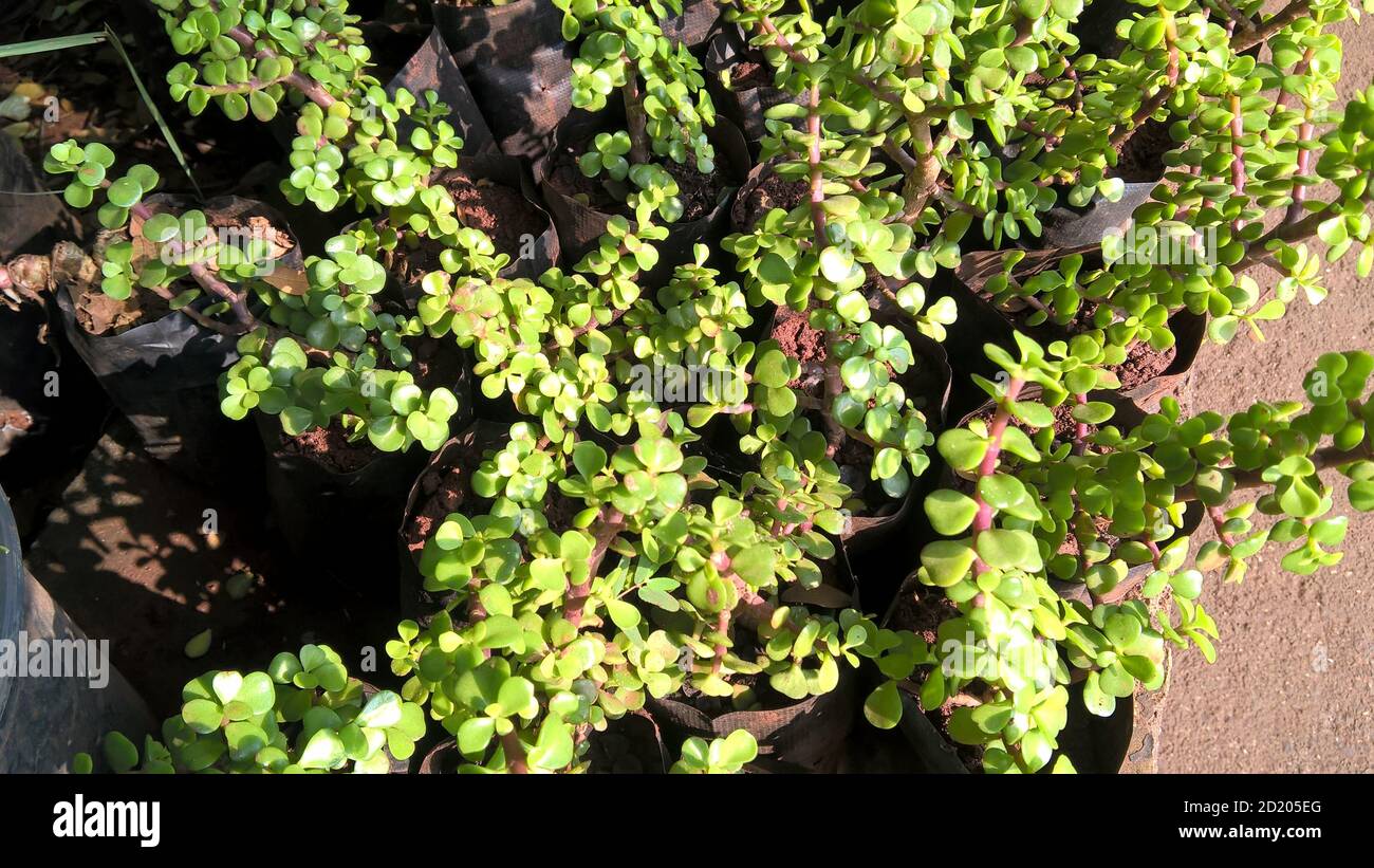 Ovate de Crassula également appelée plante de jade ou plante chanceuse ou arbre monétaire Banque D'Images