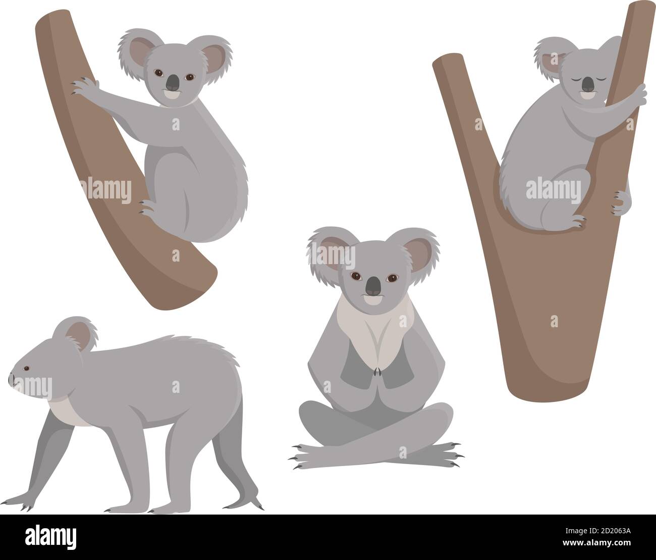 Ensemble de koalas dans différentes poses. Illustrations vectorielles de style dessin animé isolées sur fond blanc. Illustration de Vecteur