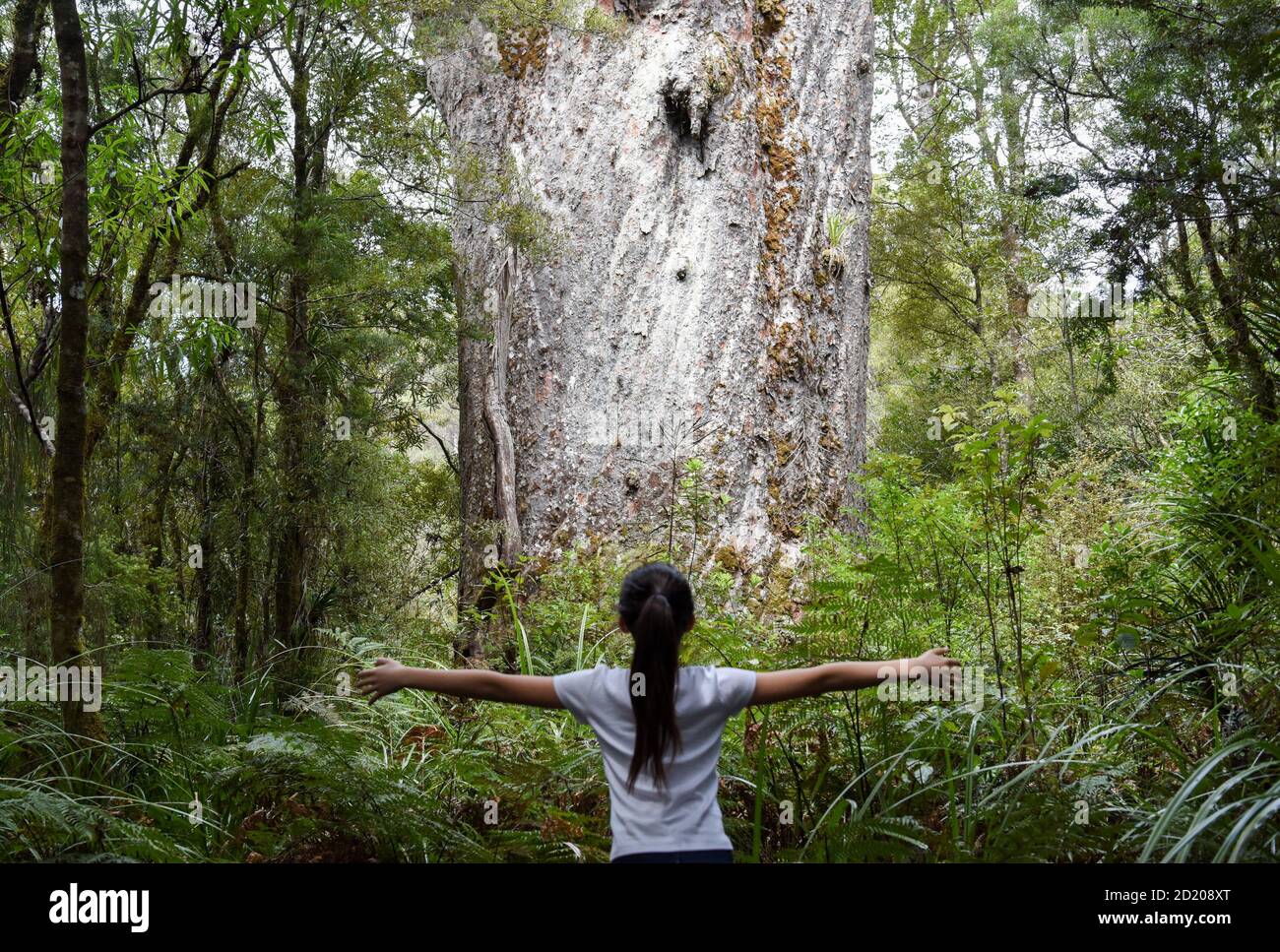 Northland, Nouvelle-Zélande. 6 octobre 2020. Un touriste voit un kauri à la forêt de Waipoua dans Northland, Nouvelle-Zélande, 6 octobre 2020. Waipoua, et les forêts voisines, constituent la plus grande étendue restante de forêt indigène du Nord ainsi que la maison des arbres kauri. Credit: Guo Lei/Xinhua/Alay Live News Banque D'Images
