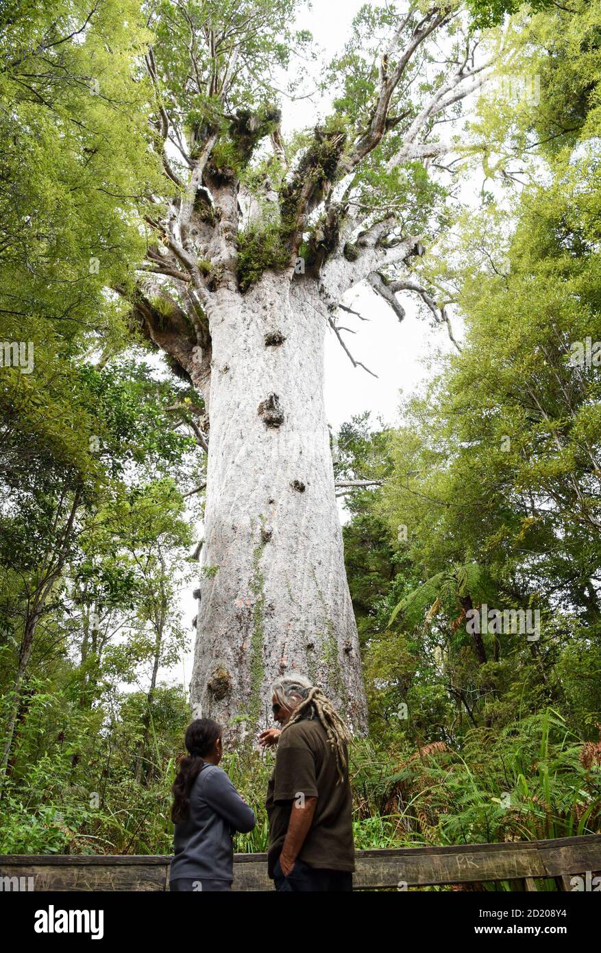 Northland, Nouvelle-Zélande. 6 octobre 2020. Les gens voient un kauri dans la forêt de Waipoua, dans le Northland, en Nouvelle-Zélande, le 6 octobre 2020. Waipoua, et les forêts voisines, constituent la plus grande étendue restante de forêt indigène du Nord ainsi que la maison des arbres kauri. Credit: Guo Lei/Xinhua/Alay Live News Banque D'Images