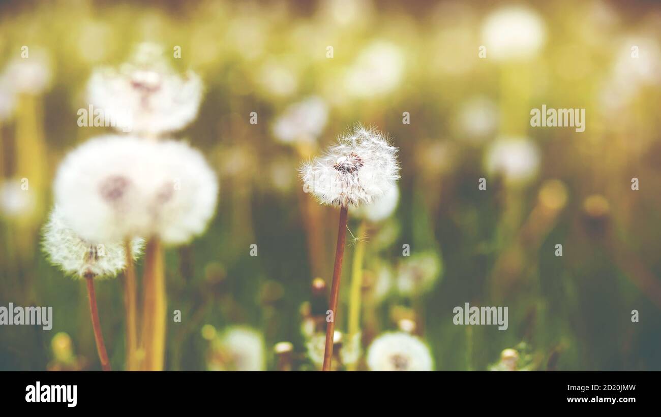 Sur un pré vert parmi l'herbe de champ, les pissenlits blancs moelleux sont en fleur, et leur lumière vers le bas est emportée par le vent. L'été. Banque D'Images