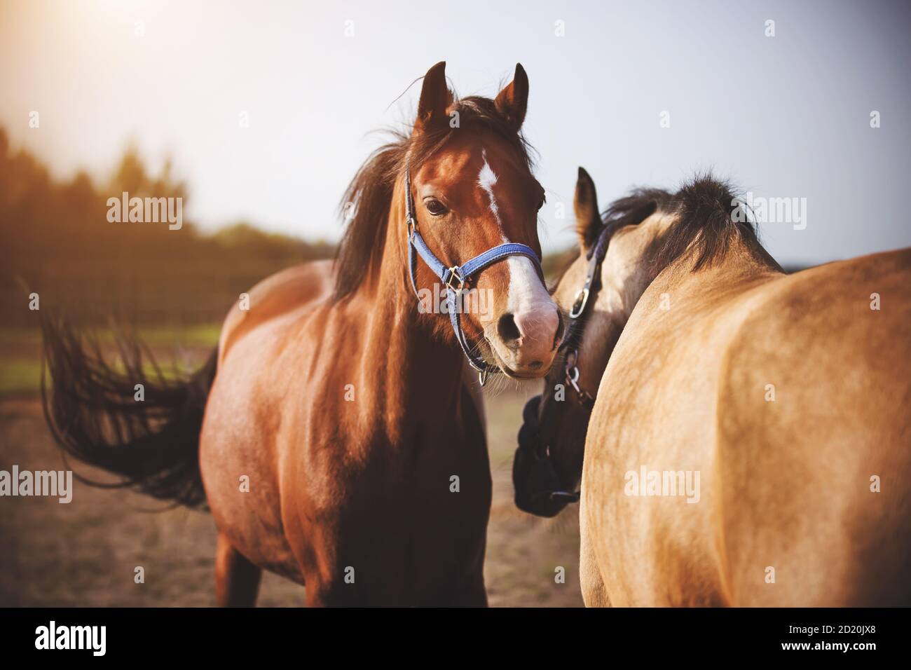 Deux chevaux domestiques avec des brides sur leurs muzzles marchent au milieu du champ et jouent les uns avec les autres au soleil. Un troupeau de chevaux. Agricult Banque D'Images