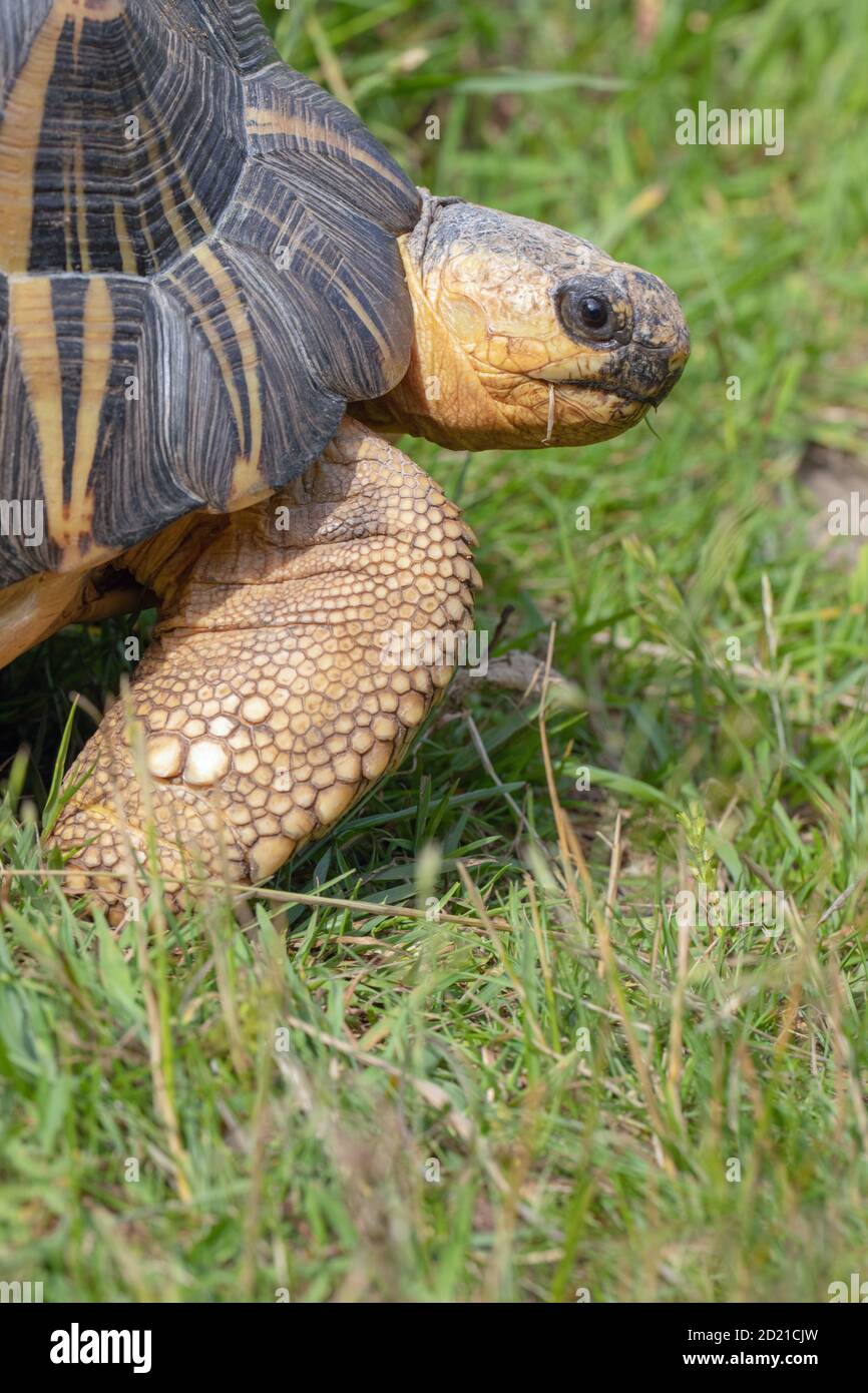 Tortue rayonnée (Astrochelys radiata). Pâturage. Herbivore. Tête partiellement déployée. Balance couverte avant, sur le pied avant, en forme d'éléphantine. Banque D'Images