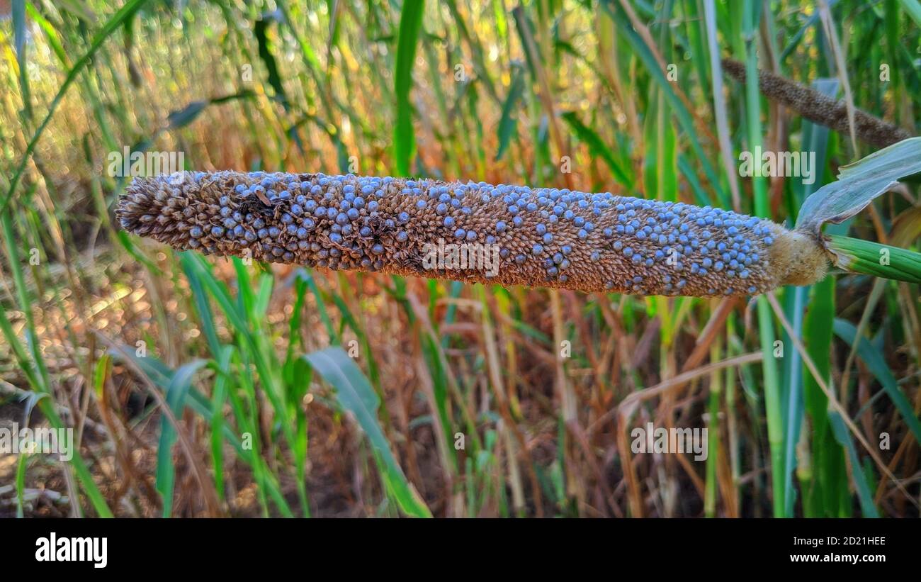 Belle ( Pennisetum glaucum ) plante de millet blanc. Banque D'Images