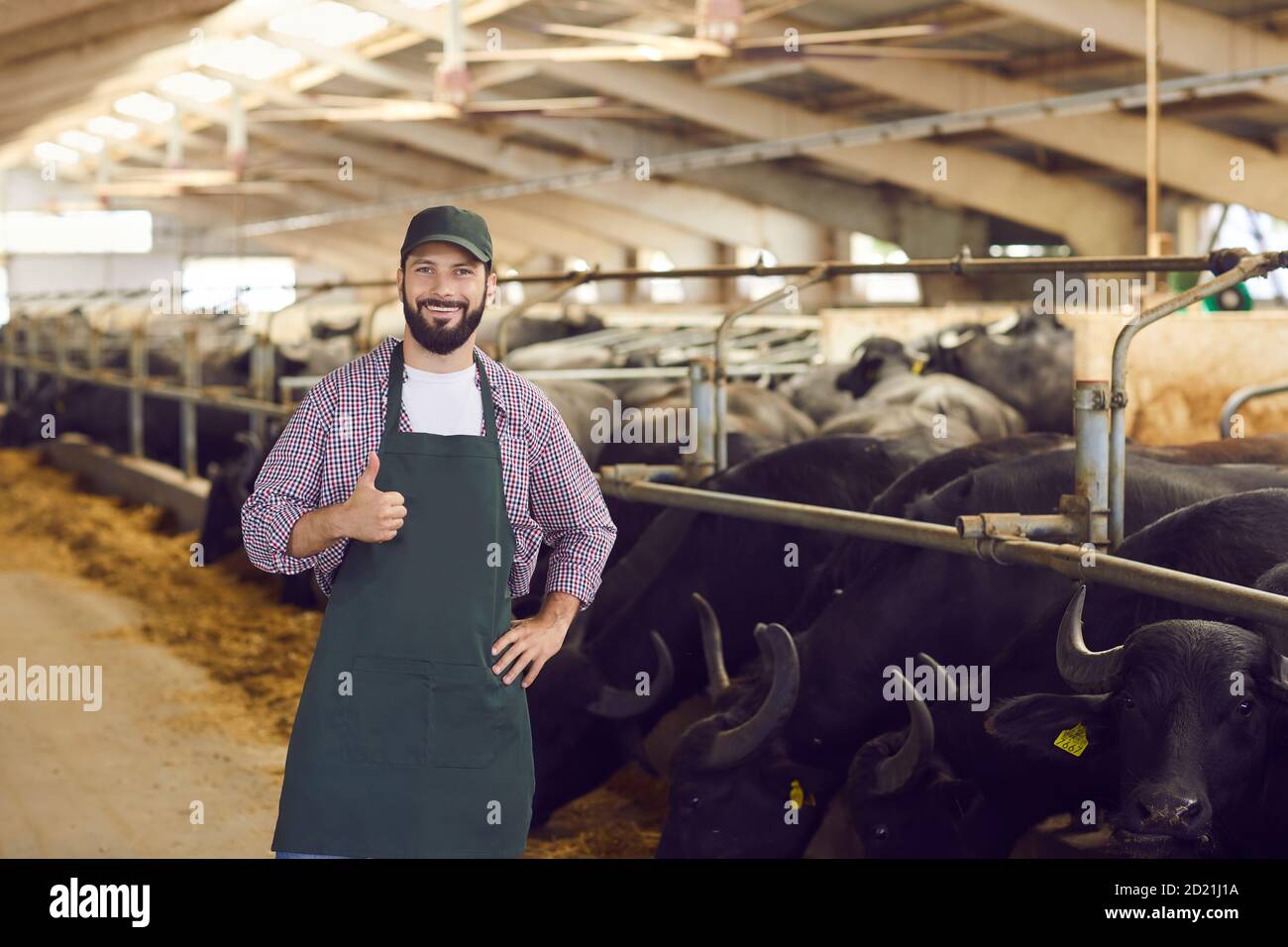 Joyeux fermier donnant des pouces debout dans la grange près des écuries avec buffles noirs Banque D'Images