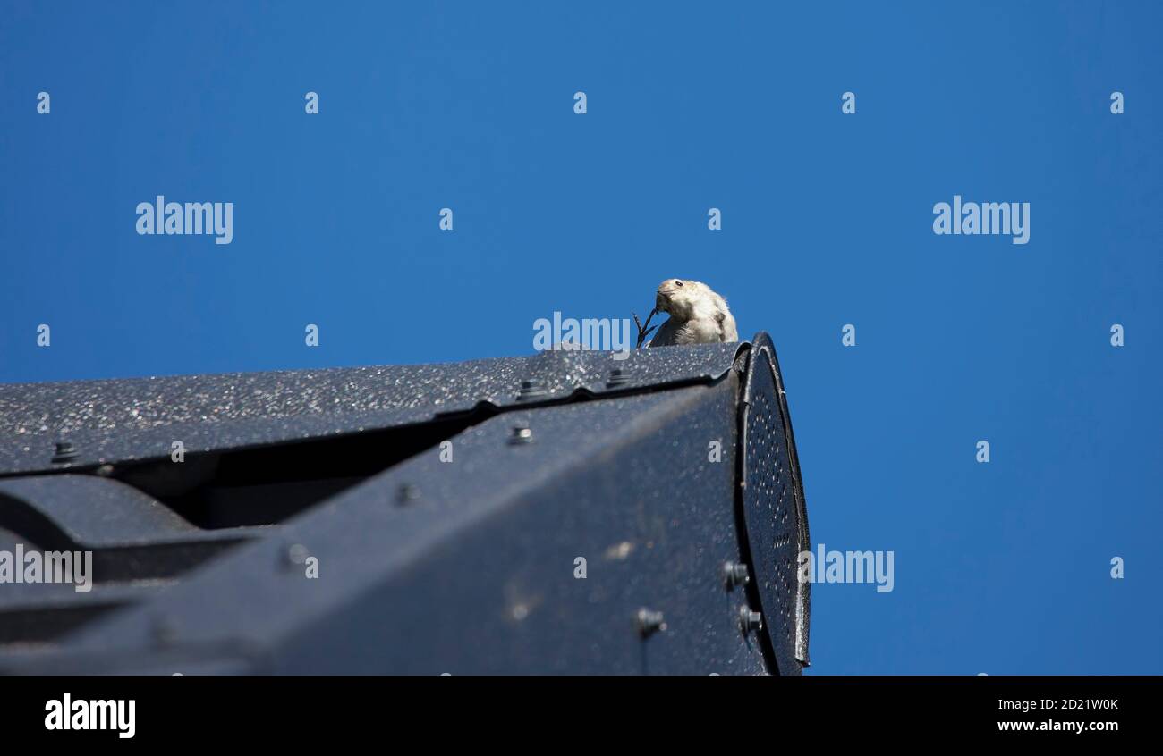 petit oiseau sur le toit d'une maison Banque D'Images