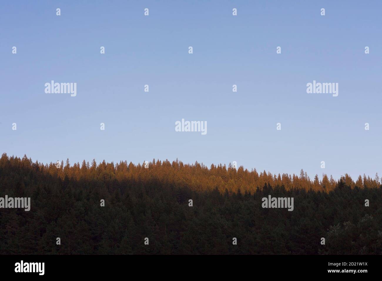 coucher de soleil dans la forêt avec ciel bleu clair Banque D'Images