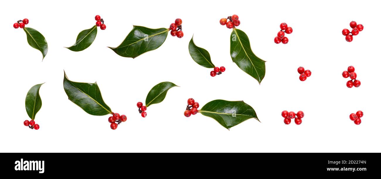 Une collection de petites feuilles de houx lisses aux baies rouges pour la décoration de Noël isolées sur fond blanc. Banque D'Images