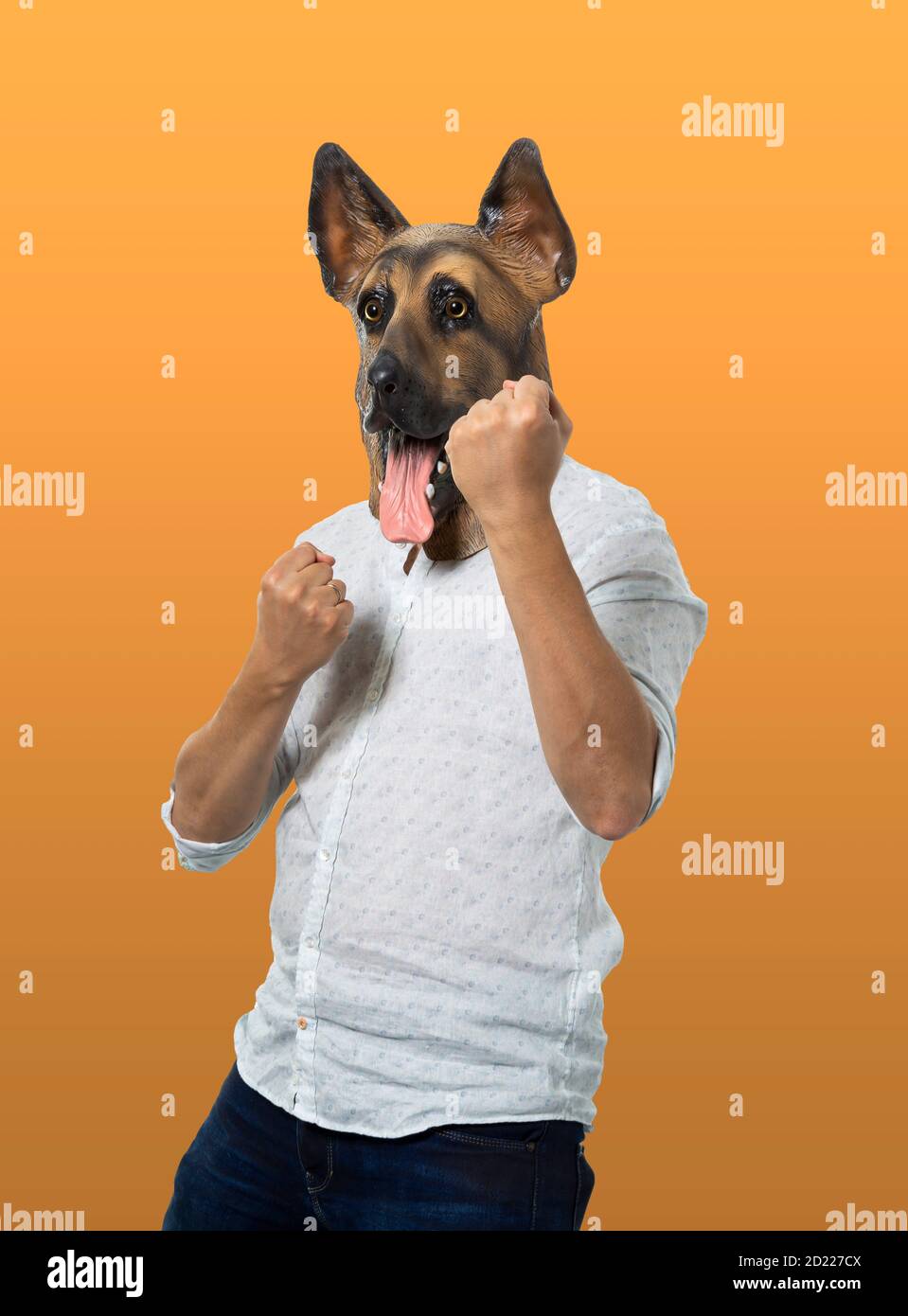Homme portant un masque de chien en position de combat avec des poings serrés. Prise de vue moyenne. Arrière-plan orange isolé. Banque D'Images