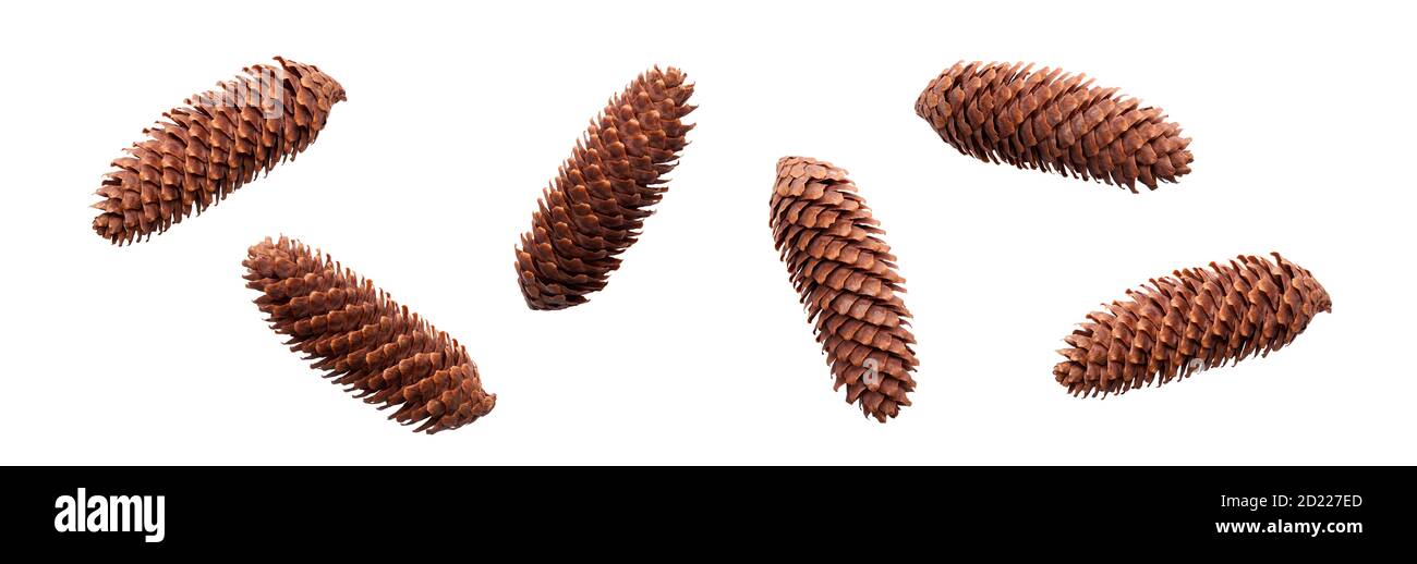 Une collection de longue ouverture de cône de pin pour la décoration d'arbre de Noël isolé sur un fond blanc. Banque D'Images