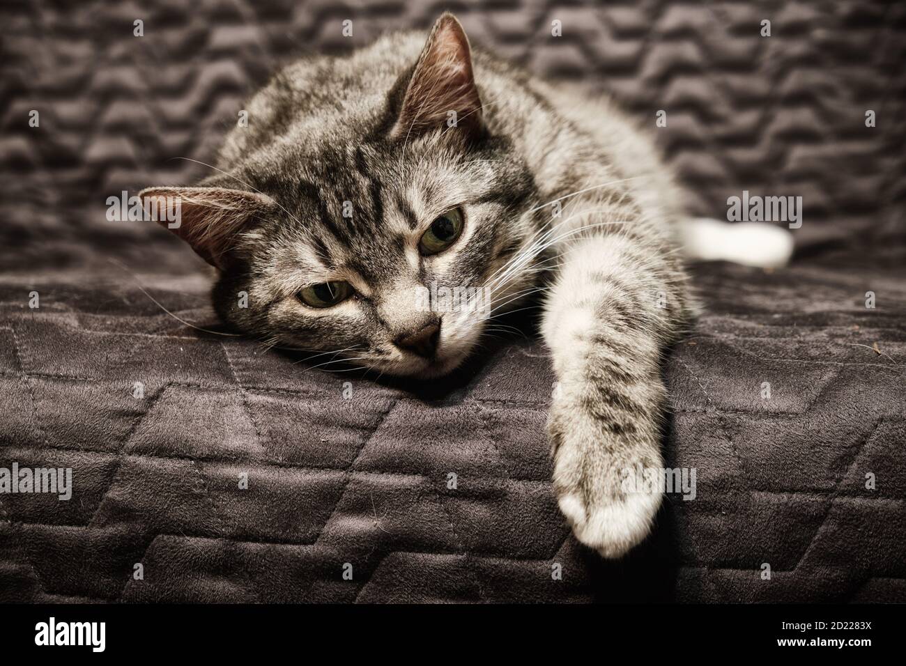 Un Chat Malade Est Un Triste Paw Bancal Douleur Et Desespoir Dans Les Yeux Du Chat Photo Stock Alamy