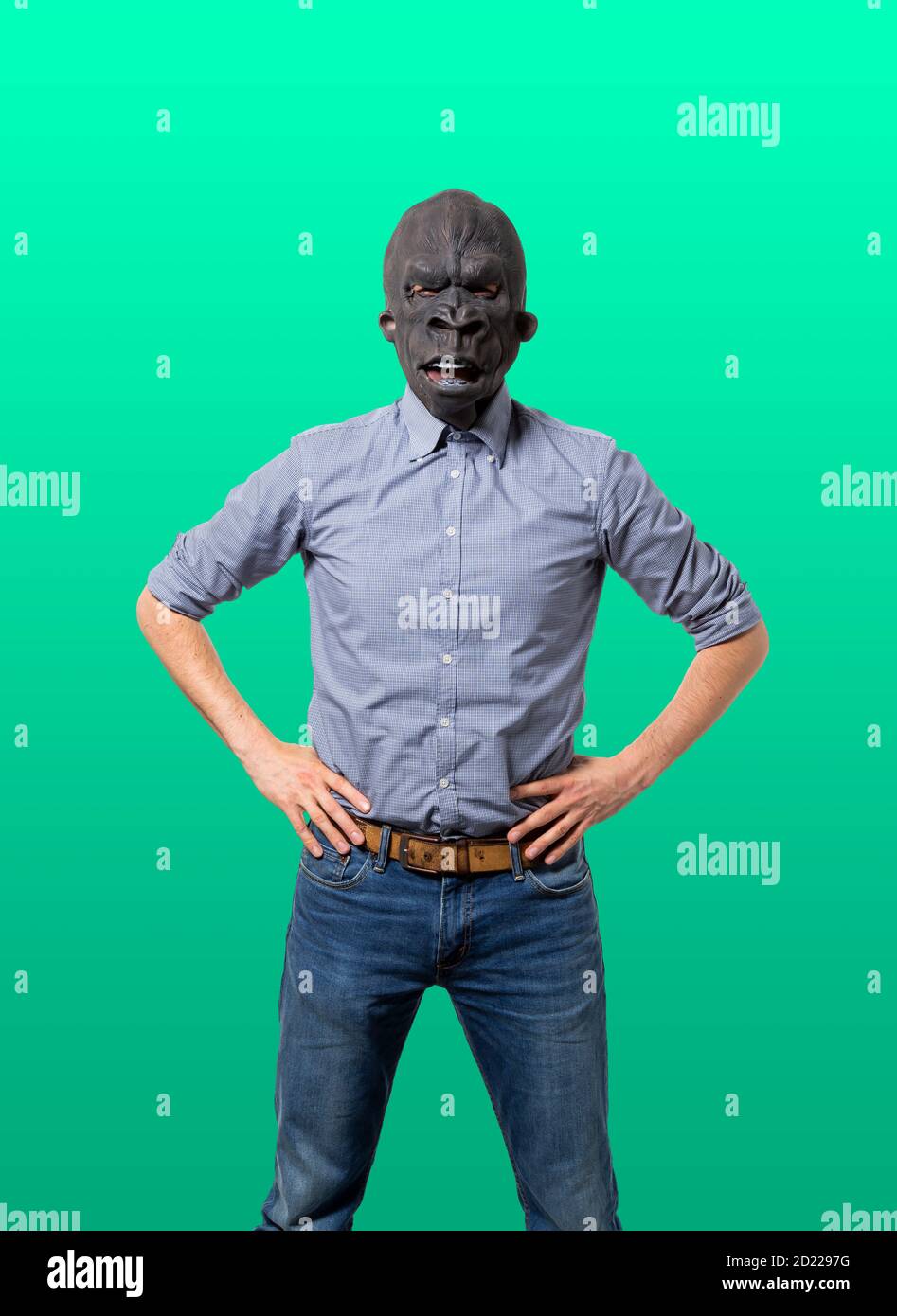 Homme portant un masque de gorille avec les mains sur les hanches face à l'appareil photo. Découpe isolée sur fond vert. Prise de vue moyenne. Banque D'Images