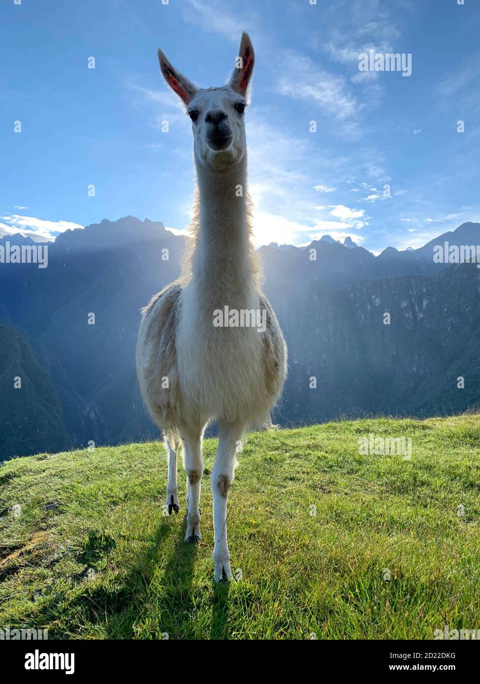 Adorable lama blanc sur la terrasse de montagne d'herbe verte de Machu Picchu, Pérou. Belle peluche péruvienne animal lama glama sur la pelouse. Banque D'Images