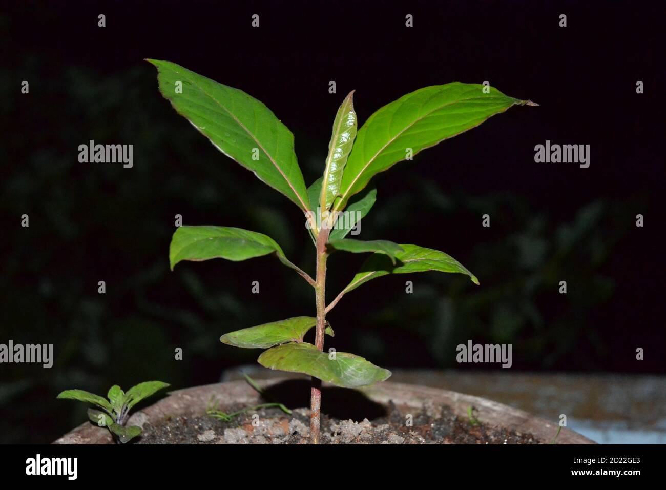 Semis d'amande indienne. Banque D'Images