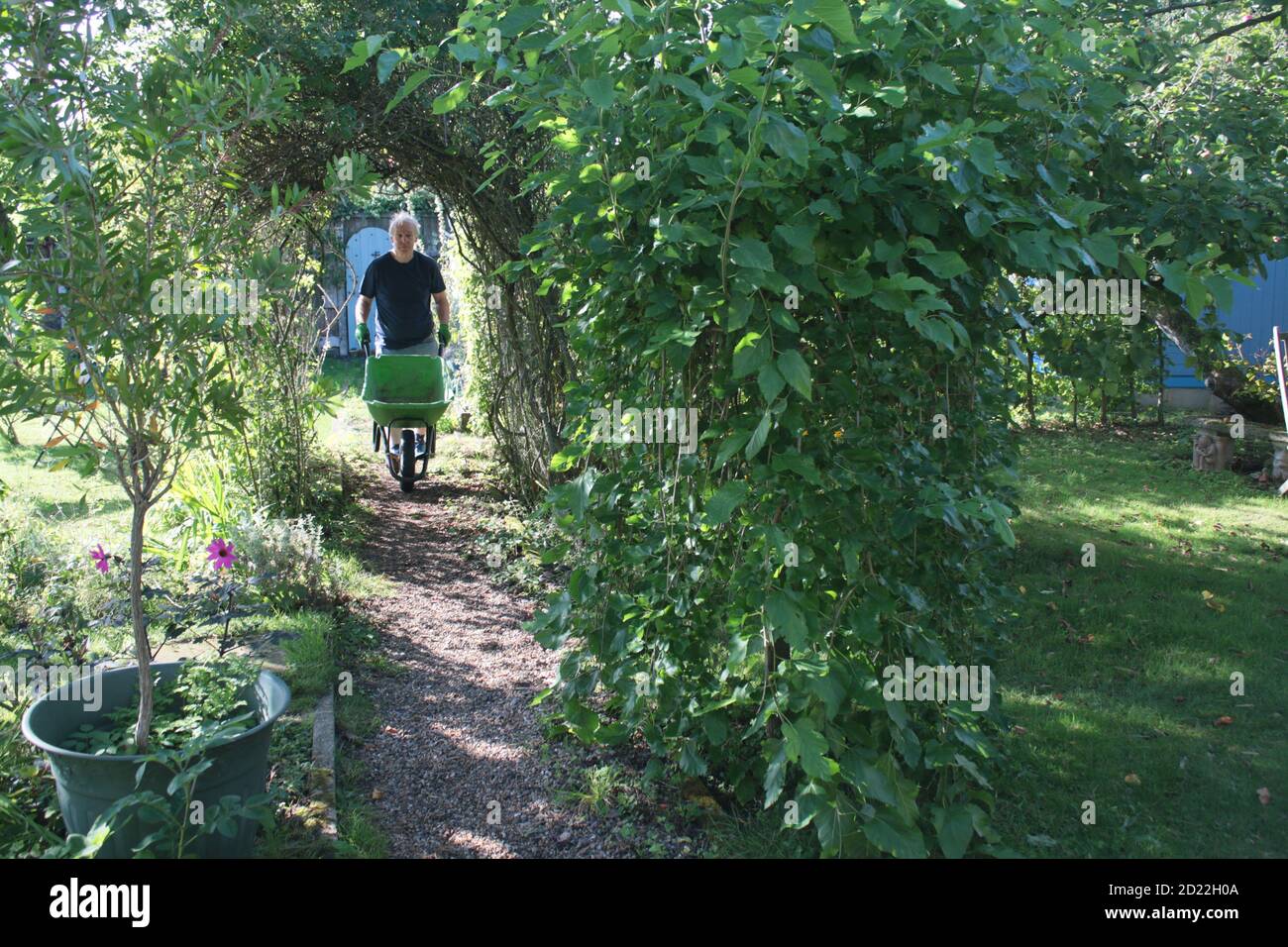 Vue sur le paysage en été jardin de campagne anglais avec poire espalier arbre aux fruits lavande rose arche buisson fleurs herbe pelouse et plantes et porte secrète Banque D'Images